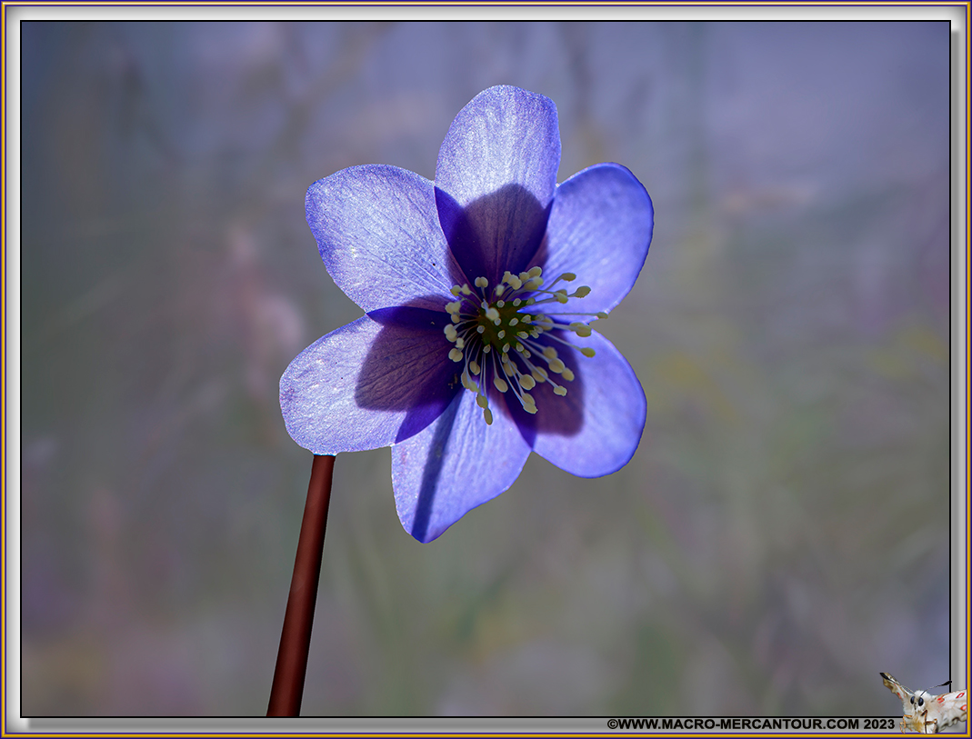 Anémone hépathique